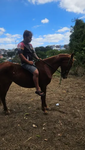 Cavalo mangalarga