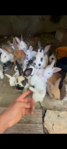 Coelhinhos pra vender 400