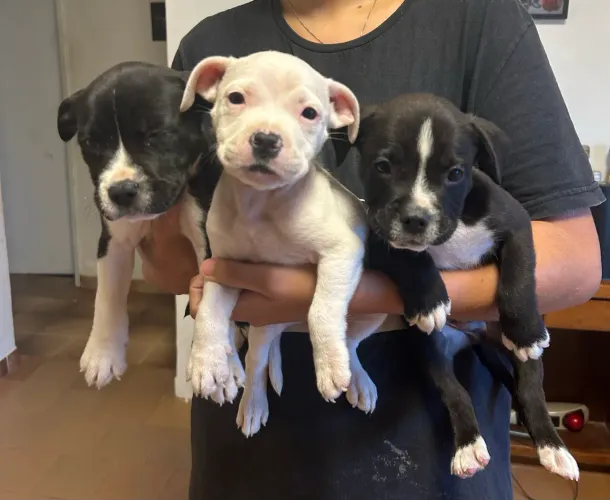 Os nossos lindos filhotes de American Bully disponíveis!
