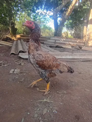 Frangas Raça Índio Shamo