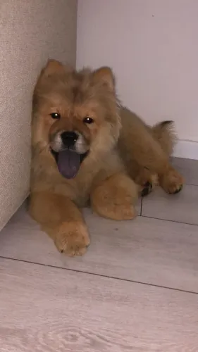 Doa-se Cachorro Chow Chow - 7 Meses