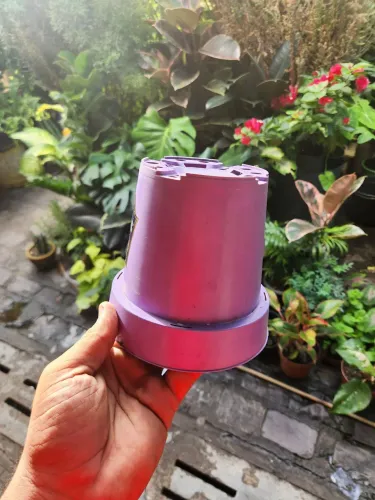 Caqueiros de Planta