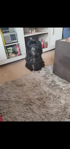 Cachorro 