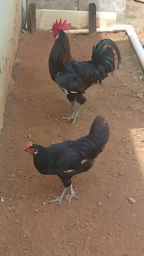 Vende - Se Galinha,Galo,( Frangos da Primeira Pena )