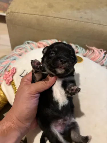 Chihuahua pelo longo com pedigree CBKC