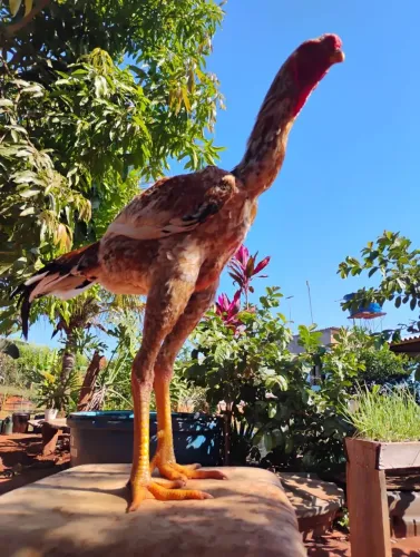 Índio gigante frango  mil flores