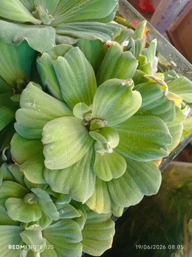 20,00 Plantas p/ Aquário ( cada muda).