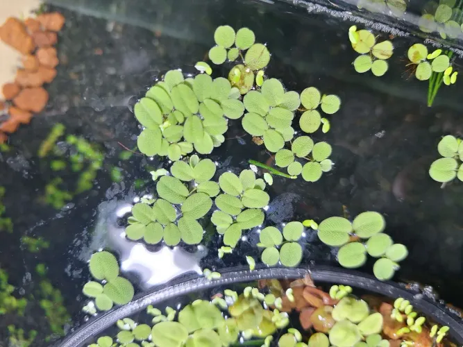 Salvinia Mínima - Plantas Aquáticas para Aquários