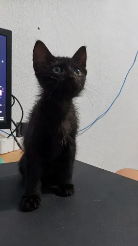 Lindo gatinho resgatado para adoção responsável 