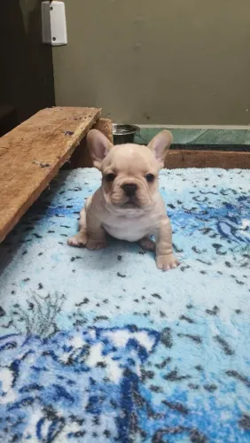 Buldogue Francês 