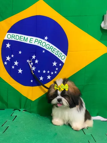 Filhote de shih tzu apenas 5 meses
