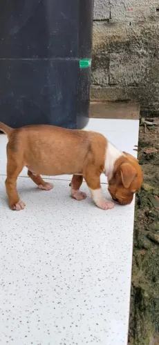 Filhote de Pit Bull macho