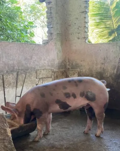 Vendo porco