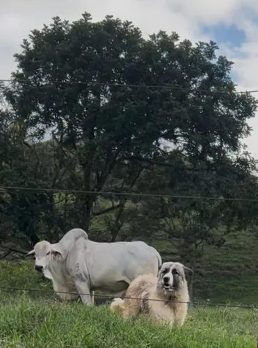 MAREMANO/CÁUCASO 