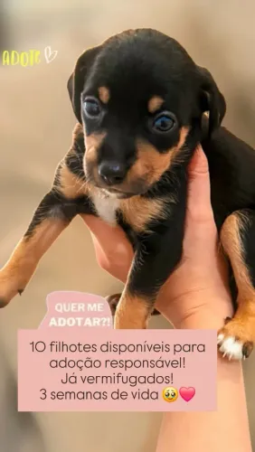 Doação de filhotes de cachorrinhos