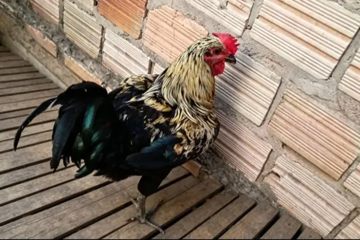 Frango caipira