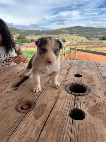 Maravilhosos Filhotes de Border Collie raça pura 