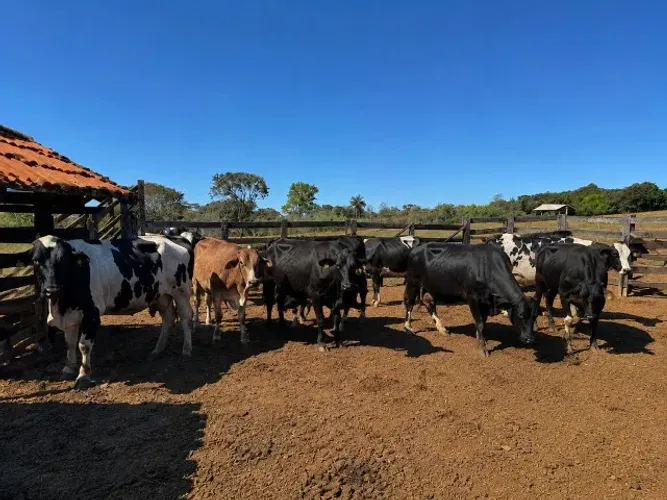 VACAS LEITEIRAS GIROLANDAS À VENDA