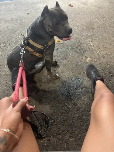 América bully para cruzar 