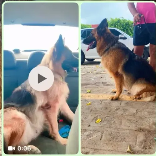 Cadela disponível para venda