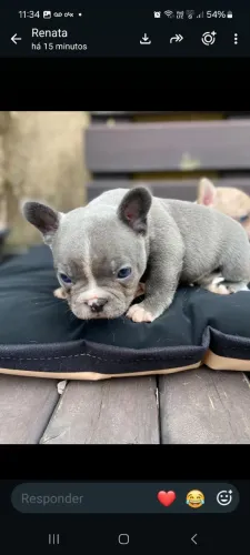 Filhotes de Bulldog Françes 
