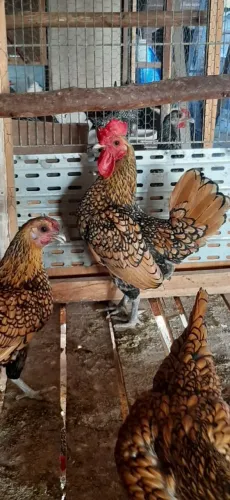 Casal sebright dourado 