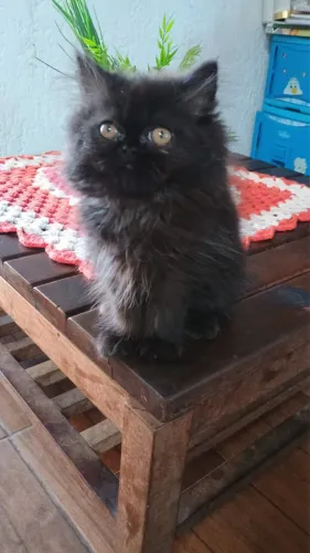 Gatinho persa filhote top 