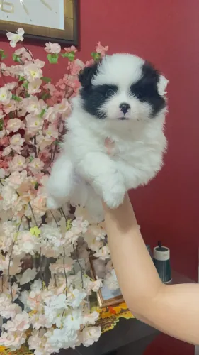 Lulu da Pomerânia Macho R$3.000