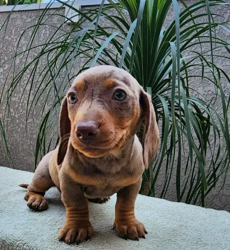 Dachshund Arlequim Disponível!! 