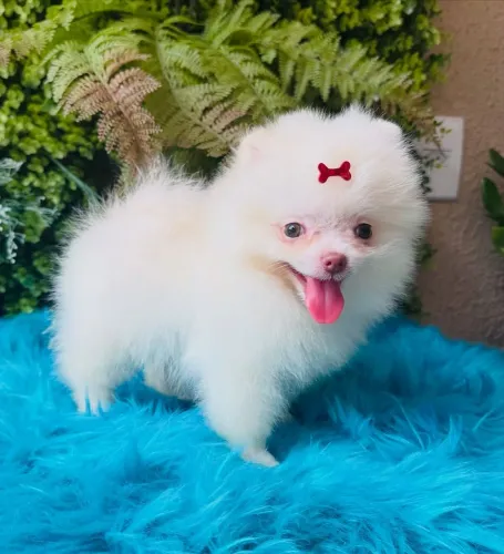 Filhote de Spitz Alemão Anão com Pedigree CBKC, Parcelo em até 12x