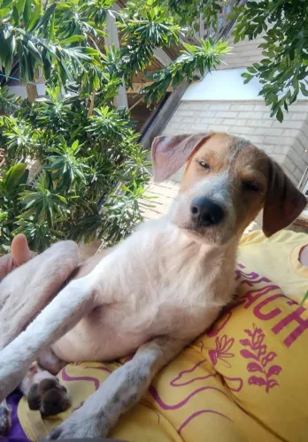 Cachorrinho para adoção