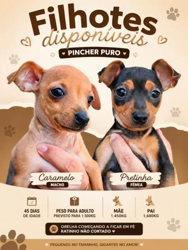Pinscher puro Macho e Fêmea.