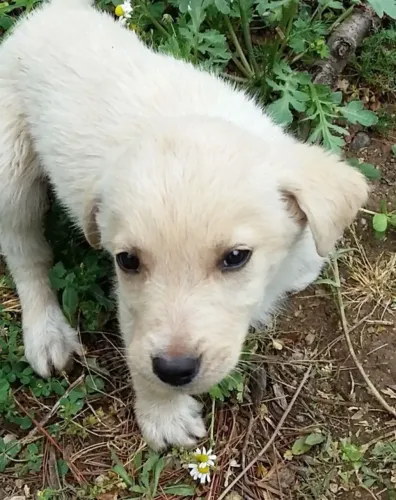 Filhotes de Labrador | Um novo companheiro para sua história!