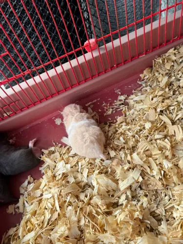 Hamster 