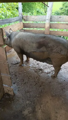 Porco Pietran 