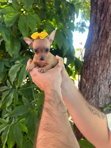 Pinscher zero