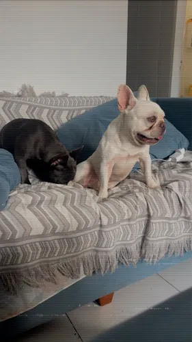 Buldogue francês platinum 