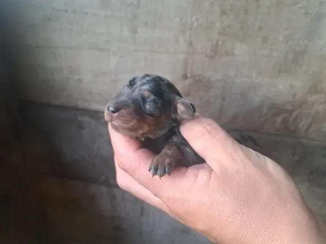 Filhotes de Basset Esperando Uma Família Que Valorize Muito Amor