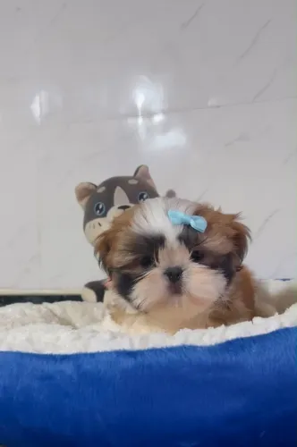 Vendo filhote de shitzu com pedigree