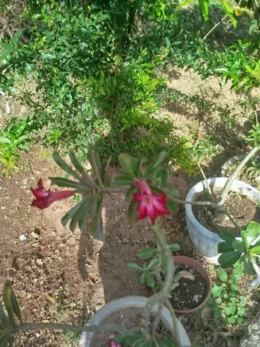 Rosa do deserto