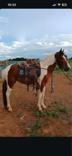 VENDE-SE Égua piquira