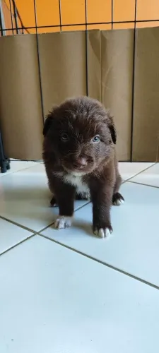 Lindos e Raros Filhotes Border Collie