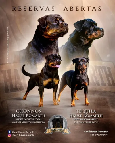Filhotes Rottweiler - Canil Hause Romarth
