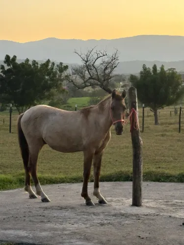 Cavalo