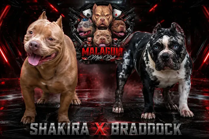 Filhotes American bully para reserva