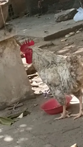 Vendo galo grande caipira