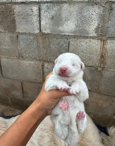 VENDO FILHOTES DE PASTOR MAREMANO 