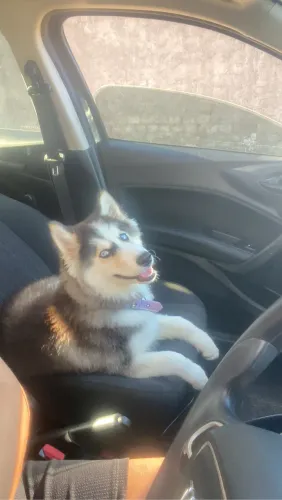 Husky siberiano Fêmea 