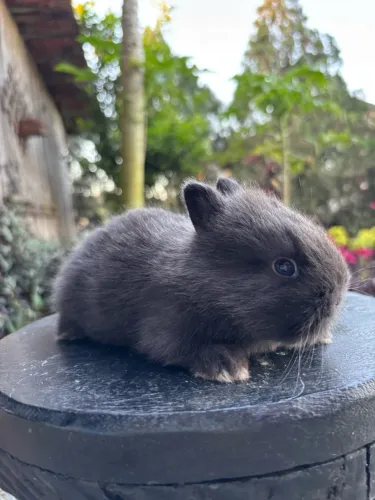 Coelhinhos mini