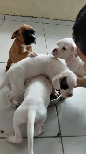 Cachorros 